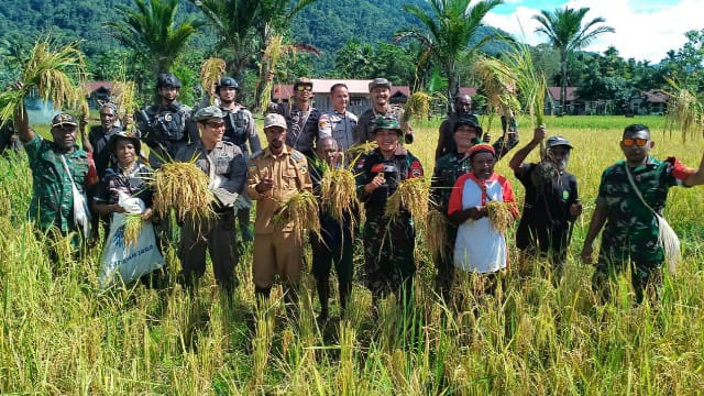 Satgas Pamtas Yonif 126/KC Pos Batom saat membantu masyarakat memanen padi di Kampung Batom, Distrik Batom, Kabupaten Pegunungan Bintang./ FOTO : Pendam XVII/Cenderawasih.