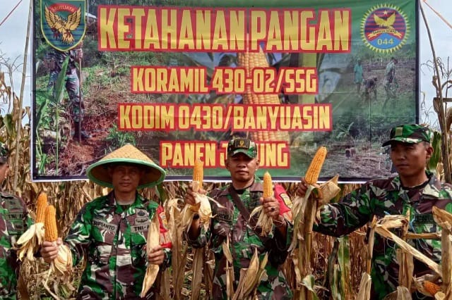 Mantapkan Ketersediaan Pangan, TNI Panen Jagung Bersama Petani Di Desa Muara Sungsang (Pendam II/Swj)