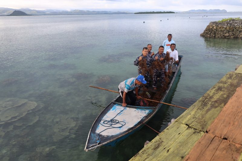 Siapkan Project Ketahanan Pangan, Danlantamal IX Tinjau Panen Rumput Laut Masyarakat Pulau Osi